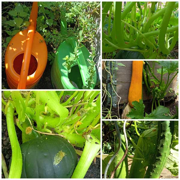 Collage aus Gartenbildern mit Kürbis, Gurke und Zucchinipflanzen  und Gießkannen